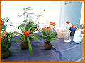 Taller Kokedama