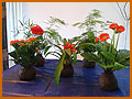 Taller Kokedama